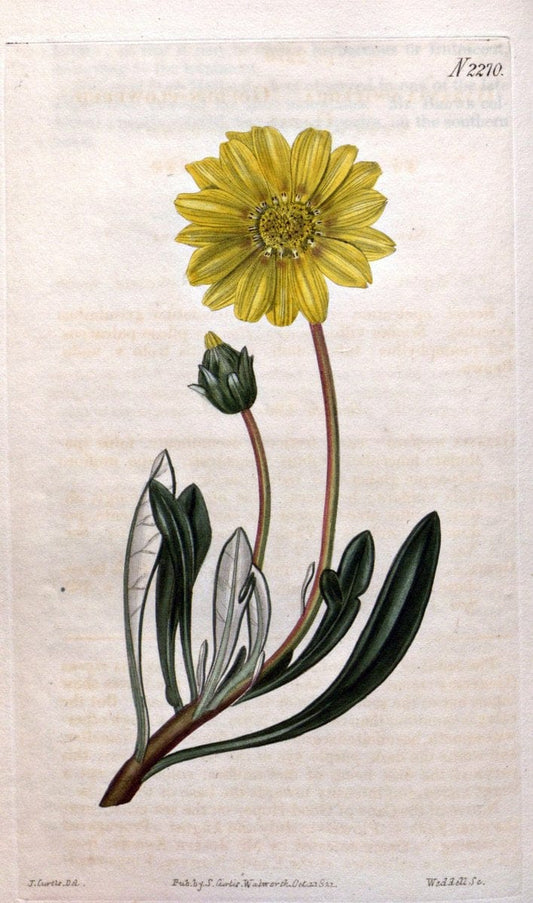 Curtis's botanical magazine. London ; New York [etc.] :Academic Press [etc.]. | "Botanical illustration" Botany Periodicals "Pictorial works" "Plants, Ornamental"  | Vintage Print Reproduction 454965