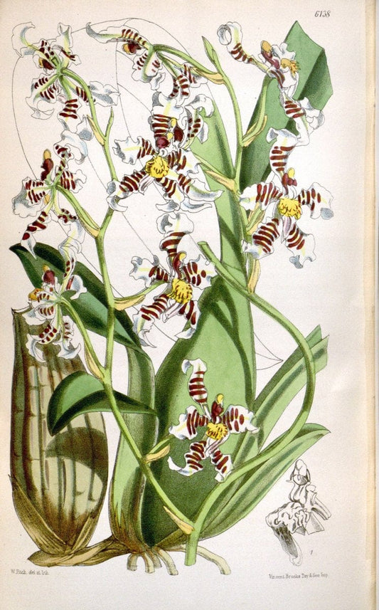 Curtis's botanical magazine. London ; New York [etc.] :Academic Press [etc.]. | "Botanical illustration" Botany Periodicals "Pictorial works" "Plants, Ornamental"  | Vintage Print Reproduction 454966