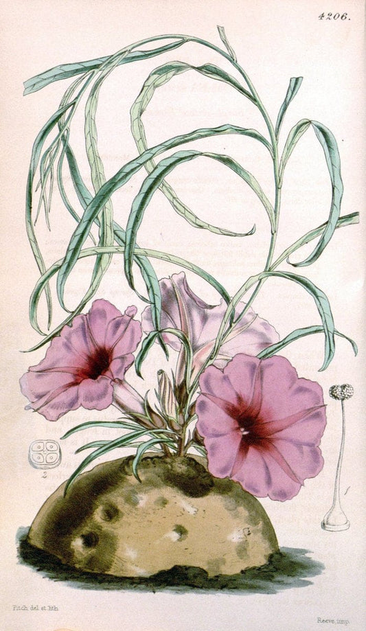 Curtis's botanical magazine. London ;New York [etc.] :Academic Press [etc.]. | Botany Periodicals "Pictorial works"  | Vintage Print Reproduction 454967