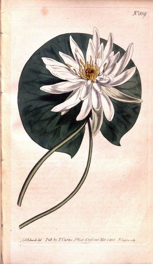Curtis's botanical magazine. London ;New York [etc.] :Academic Press [etc.]. | Botany Periodicals "Pictorial works"  | Vintage Print Reproduction 454968