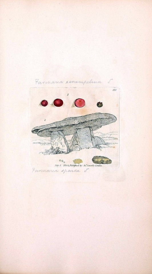 Coloured figures of English fungi or mushrooms. London,Printed by J. Davis,1797-[1809]. | England Mushrooms  | Vintage Print Reproduction 454970