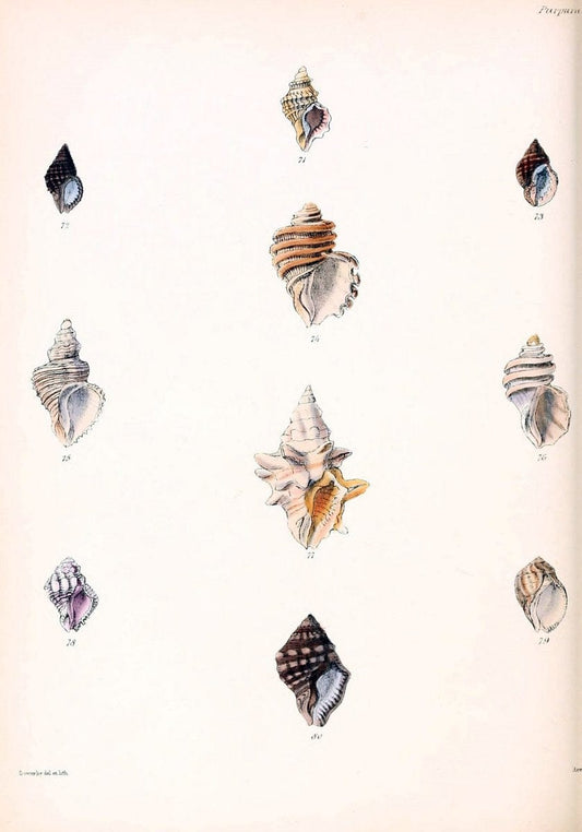 Conchologia iconica, or, Illustrations of the shells of molluscous animals /.London :Reeve, Brothers,1843-1878.. |  | Vintage Print Reproduction 454971