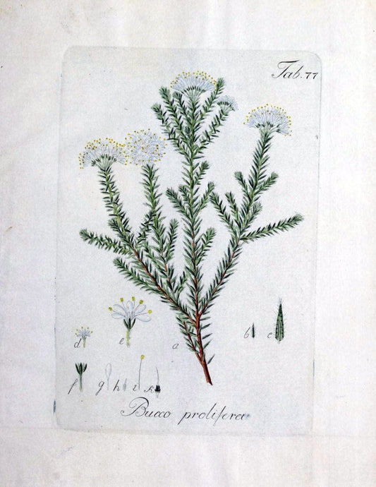 Collectio plantarum tam exoticarum, quam indigenarum, cum delineatione, descriptione cul | Botany | Vintage Print Reproduction 454973