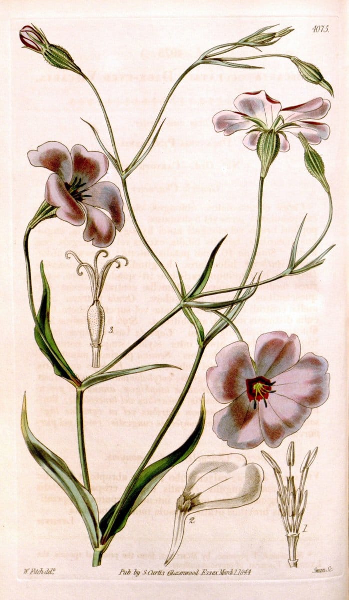 Curtis's botanical magazine. London ; New York [etc.] :Academic Press [etc.]. | "Botanical illustration" Botany Periodicals "Pictorial works" "Plants, Ornamental"  | Vintage Print Reproduction 454974