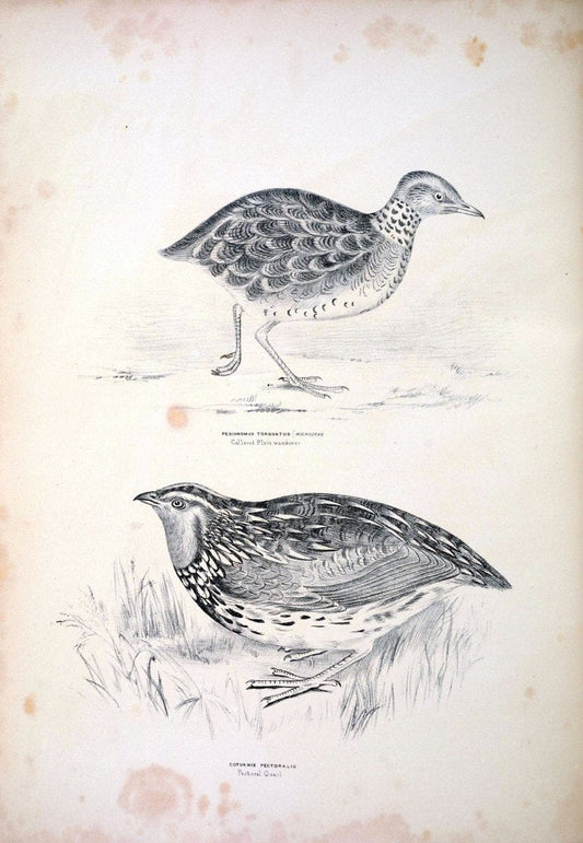 Companion to Gould's Handbook; or, Synopsis of the birds of Australia. Brisbane,Thorne & Greenwell,1877.  | Australia Birds | Vintage Print Reproduction 454979