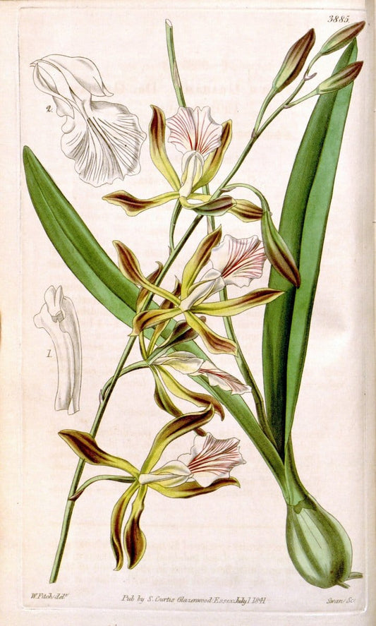 Curtis's botanical magazine. London ; New York [etc.] :Academic Press [etc.]. | "Botanical illustration" Botany Periodicals "Pictorial works" "Plants, Ornamental"  | Vintage Print Reproduction 454980