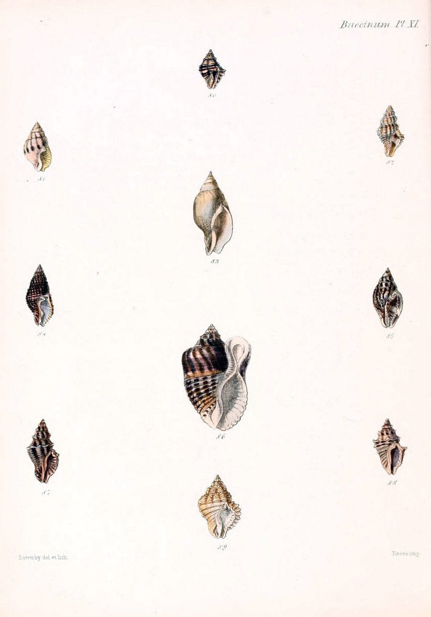 Conchologia iconica, or, Illustrations of the shells of molluscous animals /.London :Reeve, Brothers,1843-1878.. |  | Vintage Print Reproduction 454981
