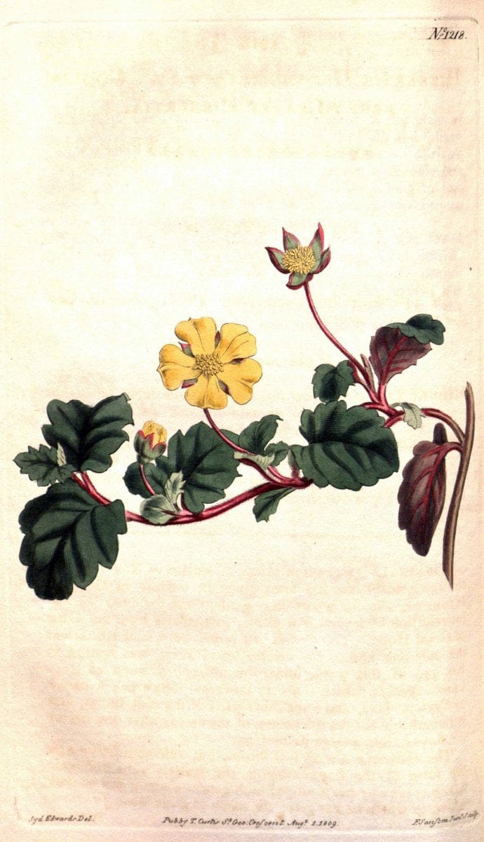 Curtis's botanical magazine. London ; New York [etc.] :Academic Press [etc.]. | "Botanical illustration" Botany Periodicals "Pictorial works" "Plants, Ornamental"  | Vintage Print Reproduction 454982