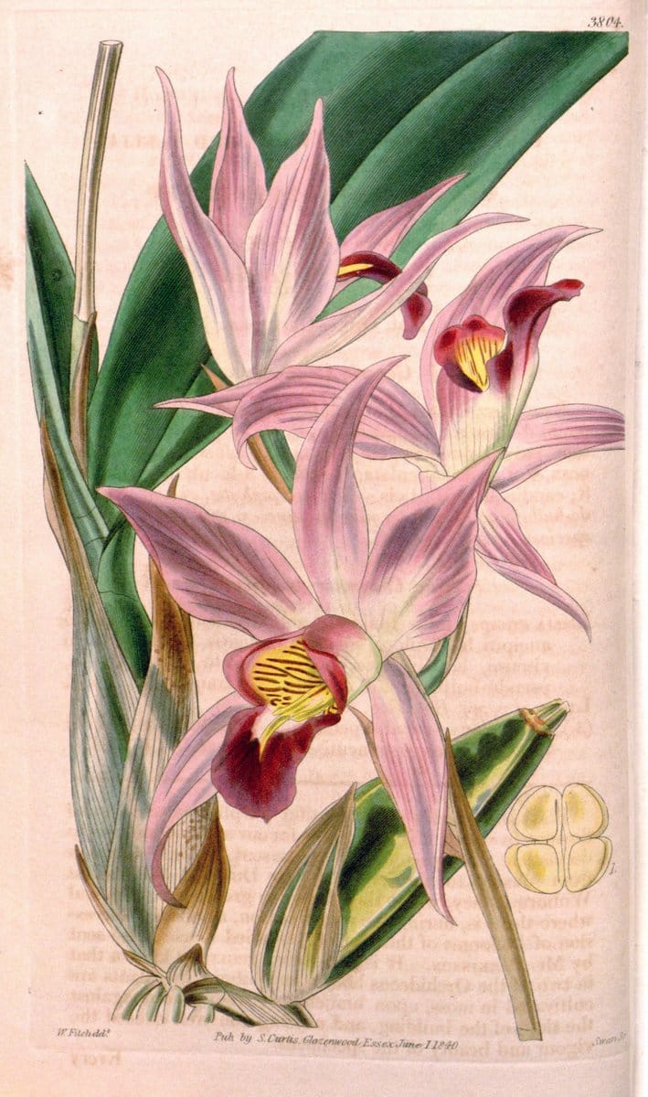 Curtis's botanical magazine. London ; New York [etc.] :Academic Press [etc.]. | "Botanical illustration" Botany Periodicals "Pictorial works" "Plants, Ornamental"  | Vintage Print Reproduction 454985