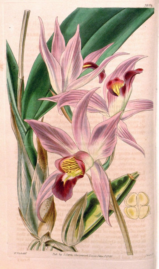 Curtis's botanical magazine. London ; New York [etc.] :Academic Press [etc.]. | "Botanical illustration" Botany Periodicals "Pictorial works" "Plants, Ornamental"  | Vintage Print Reproduction 454985