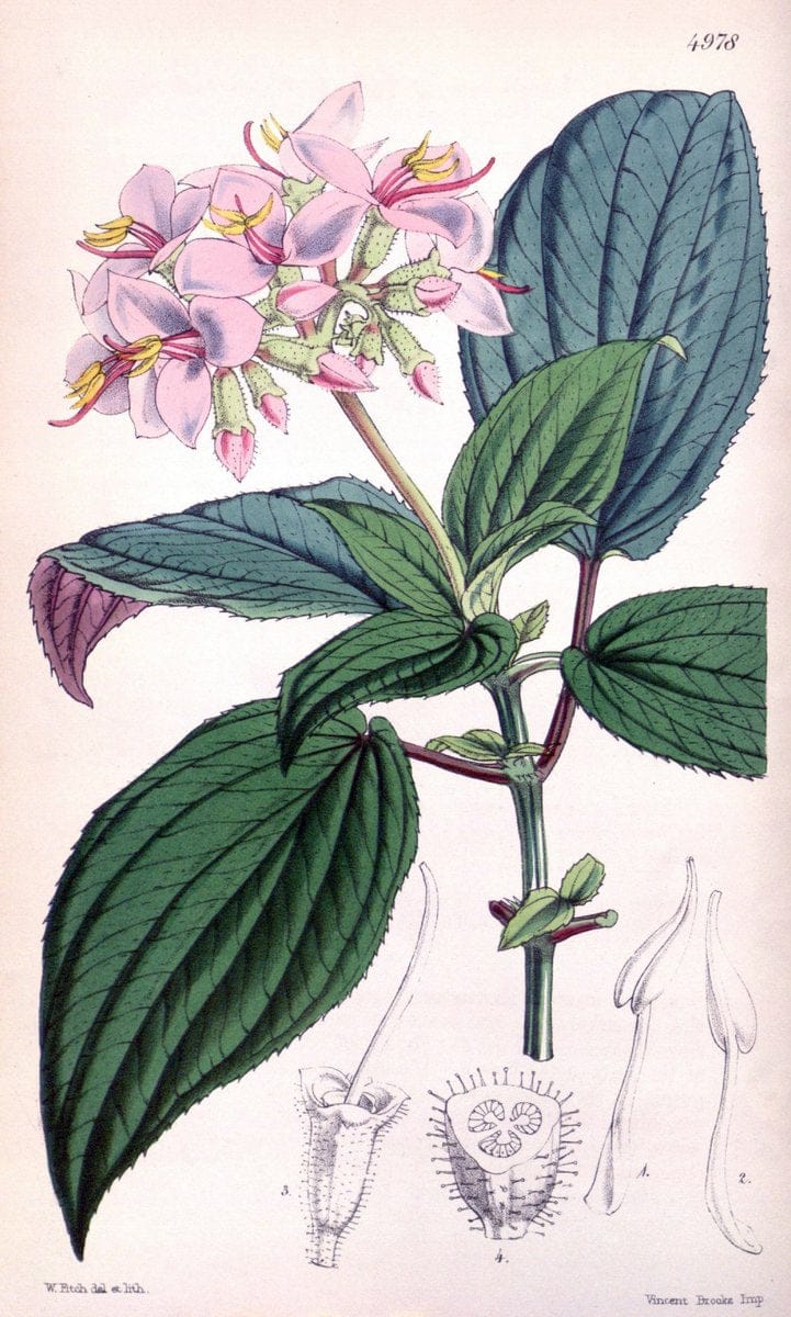 Curtis's botanical magazine. London ; New York [etc.] :Academic Press [etc.]. | "Botanical illustration" Botany Periodicals "Pictorial works" "Plants, Ornamental"  | Vintage Print Reproduction 454986
