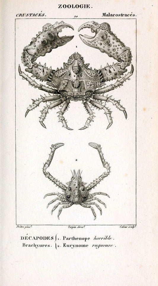 ConsidÃ©rations gÃ©nÃ©rales sur la classe des crustacÃ©s :.Paris :F.G. Levrault,1825.  | Crustacea France Zoology  | Vintage Print Reproduction 454987