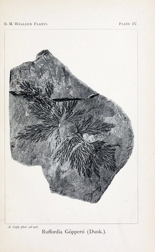 Central Atlas fÃ¼r zoologische GÃ¤rten. Part 1,5.Dresden ;Expedition der vollstÃ¤ndigste Naturgeschichte, [puis] E. Blochman, [etc.],1862- | Vintage Print Reproduction 454988