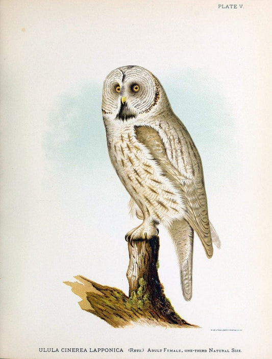 Contributions to the natural history of Alaska. Washington,Govt. Print. Off.1886.  | Alaska "Description and travel" Meteorology "Natural history" | Vintage Print Reproduction 454989