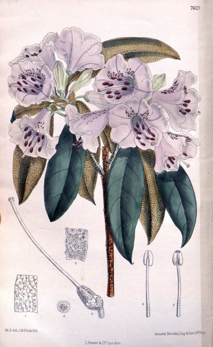 Curtis's botanical magazine. London ; New York [etc.] :Academic Press [etc.]. | "Botanical illustration" Botany Periodicals "Pictorial works" "Plants, Ornamental"  | Vintage Print Reproduction 454990