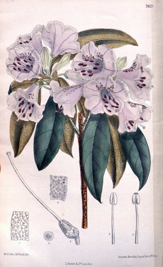 Curtis's botanical magazine. London ; New York [etc.] :Academic Press [etc.]. | "Botanical illustration" Botany Periodicals "Pictorial works" "Plants, Ornamental"  | Vintage Print Reproduction 454990