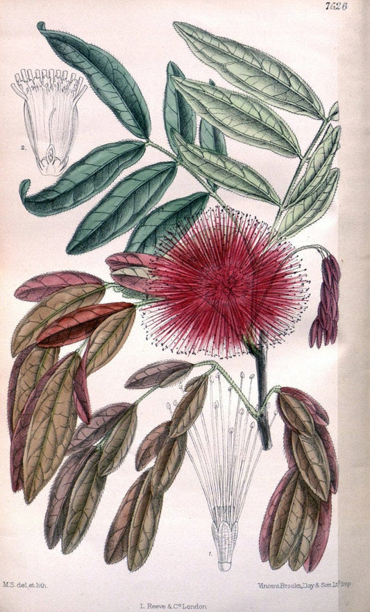 Curtis's botanical magazine. London ; New York [etc.] :Academic Press [etc.]. | "Botanical illustration" Botany Periodicals "Pictorial works" "Plants, Ornamental"  | Vintage Print Reproduction 454991