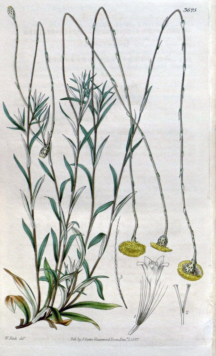 Curtis's botanical magazine. London ; New York [etc.] :Academic Press [etc.]. | "Botanical illustration" Botany Periodicals "Pictorial works" "Plants, Ornamental"  | Vintage Print Reproduction 454993