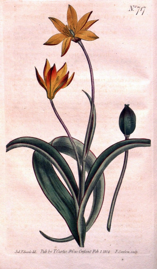 Curtis's botanical magazine..London ;New York [etc.] :Academic Press [etc.]. |  | Vintage Print Reproduction 454994
