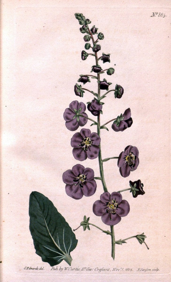 Curtis's botanical magazine. London ;New York [etc.] :Academic Press [etc.]. | Botany Periodicals "Pictorial works"  | Vintage Print Reproduction 454995