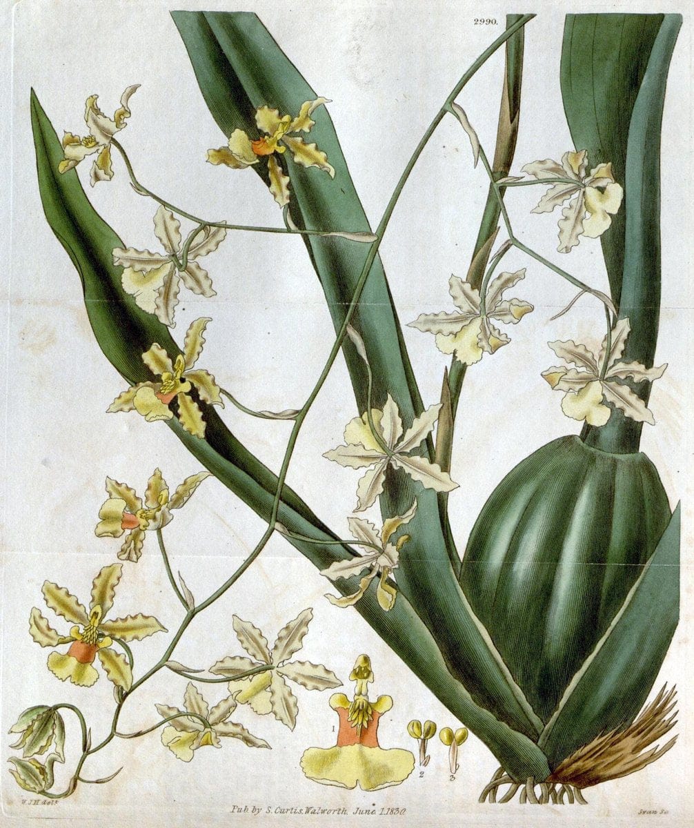 Curtis's botanical magazine. London ;New York [etc.] :Academic Press [etc.]. | Botany Periodicals "Pictorial works"  | Vintage Print Reproduction 454997