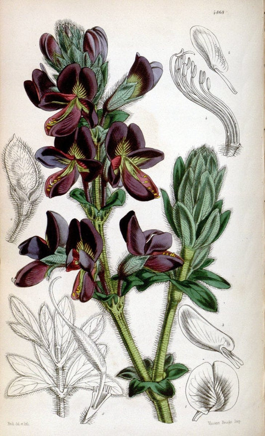 Curtis's botanical magazine. London ;New York [etc.] :Academic Press [etc.]. | Botany Periodicals "Pictorial works"  | Vintage Print Reproduction 454998