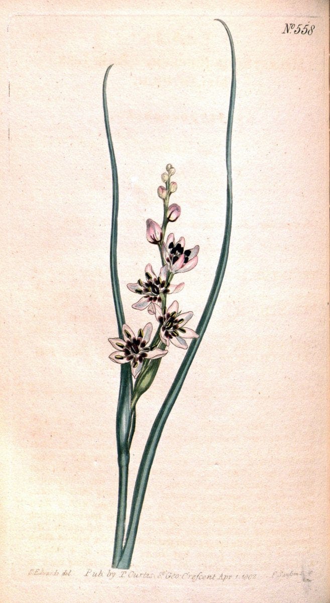 Curtis's botanical magazine. London ;New York [etc.] :Academic Press [etc.]. | Botany Periodicals "Pictorial works"  | Vintage Print Reproduction 454999