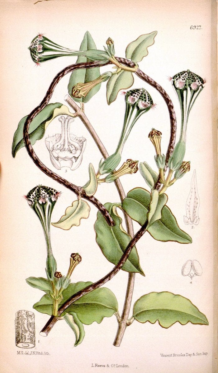 Curtis's botanical magazine. London ; New York [etc.] :Academic Press [etc.]. | "Botanical illustration" Botany Periodicals "Pictorial works" "Plants, Ornamental"  | Vintage Print Reproduction 455002