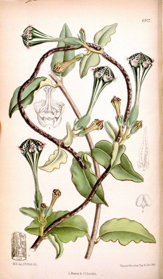 Curtis's botanical magazine. London ; New York [etc.] :Academic Press [etc.]. | "Botanical illustration" Botany Periodicals "Pictorial works" "Plants, Ornamental"  | Vintage Print Reproduction 455002