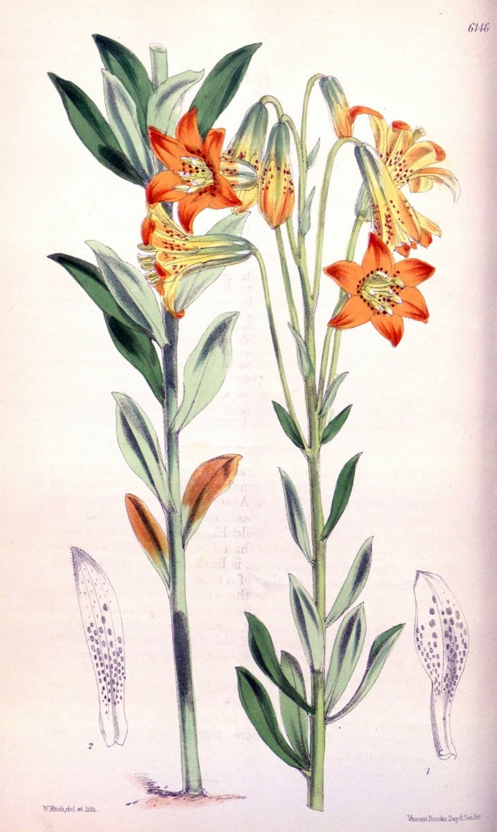 Curtis's botanical magazine. London ; New York [etc.] :Academic Press [etc.]. | "Botanical illustration" Botany Periodicals "Pictorial works" "Plants, Ornamental"  | Vintage Print Reproduction 455005