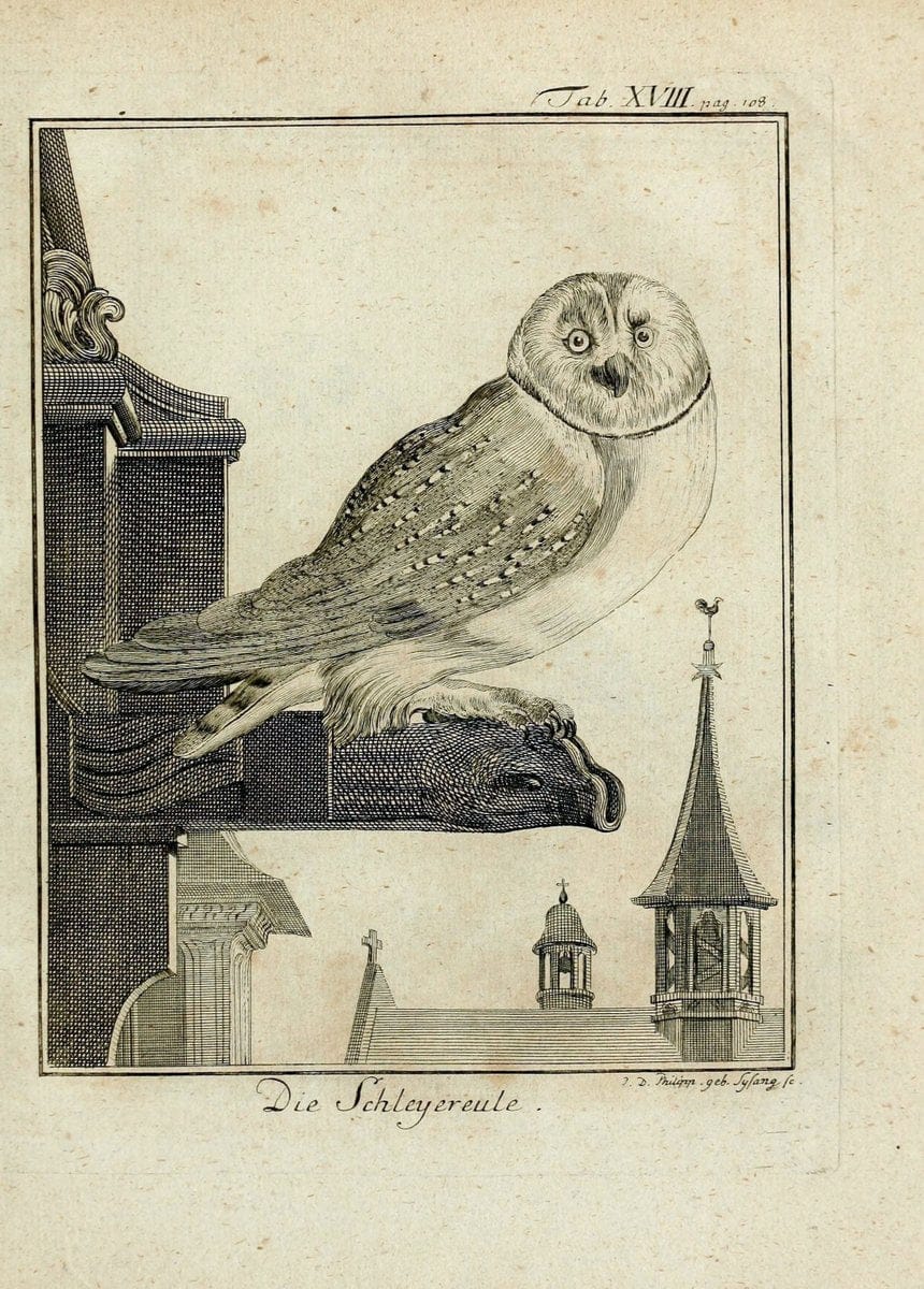 BÃ¼ffons Naturgeschichte der VÃ¶gel :.Leipzig :bey Hermann Heinrich Holle,1775-1782.. |  | Vintage Print Reproduction 455006