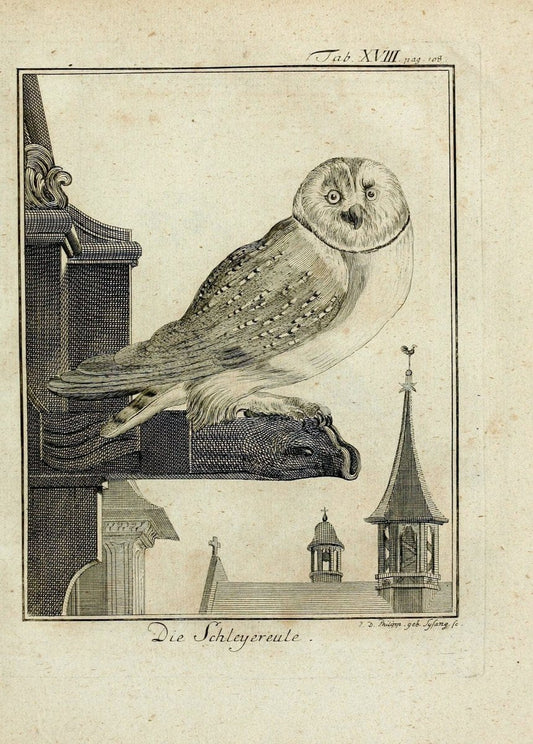 BÃ¼ffons Naturgeschichte der VÃ¶gel :.Leipzig :bey Hermann Heinrich Holle,1775-1782.. |  | Vintage Print Reproduction 455006