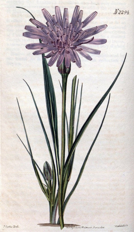 Curtis's botanical magazine. London ; New York [etc.] :Academic Press [etc.]. | "Botanical illustration" Botany Periodicals "Pictorial works" "Plants, Ornamental"  | Vintage Print Reproduction 455007