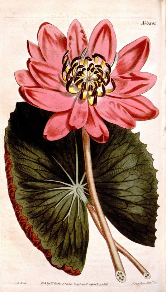 Curtis's botanical magazine. London ; New York [etc.] :Academic Press [etc.]. | "Botanical illustration" Botany Periodicals "Pictorial works" "Plants, Ornamental"  | Vintage Print Reproduction 455008