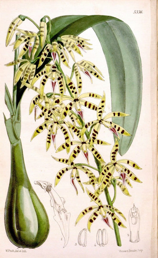 Curtis's botanical magazine. London ; New York [etc.] :Academic Press [etc.]. | "Botanical illustration" Botany Periodicals "Pictorial works" "Plants, Ornamental"  | Vintage Print Reproduction 455010