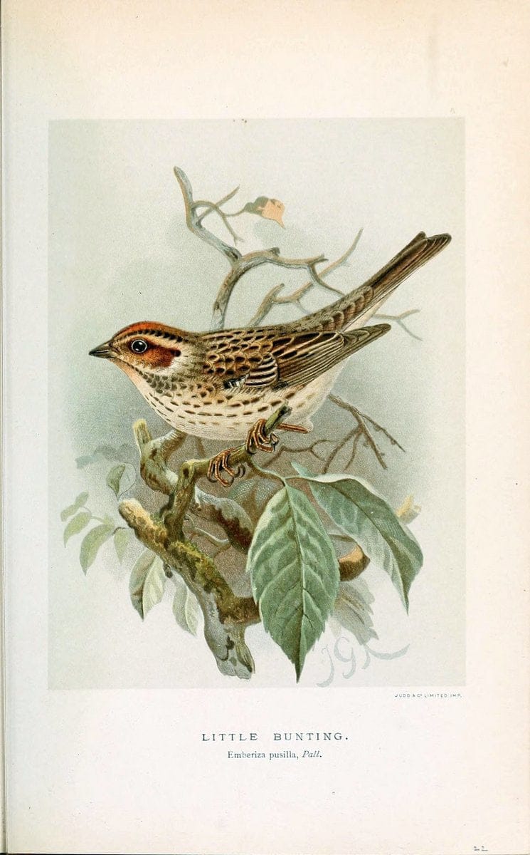 Coloured figures of the birds of the British Islands / issued by Lord Lilford. London :R | 59.82(42) Birds "Great Britain" "Pictorial works"  | Vintage Print Reproduction 455011