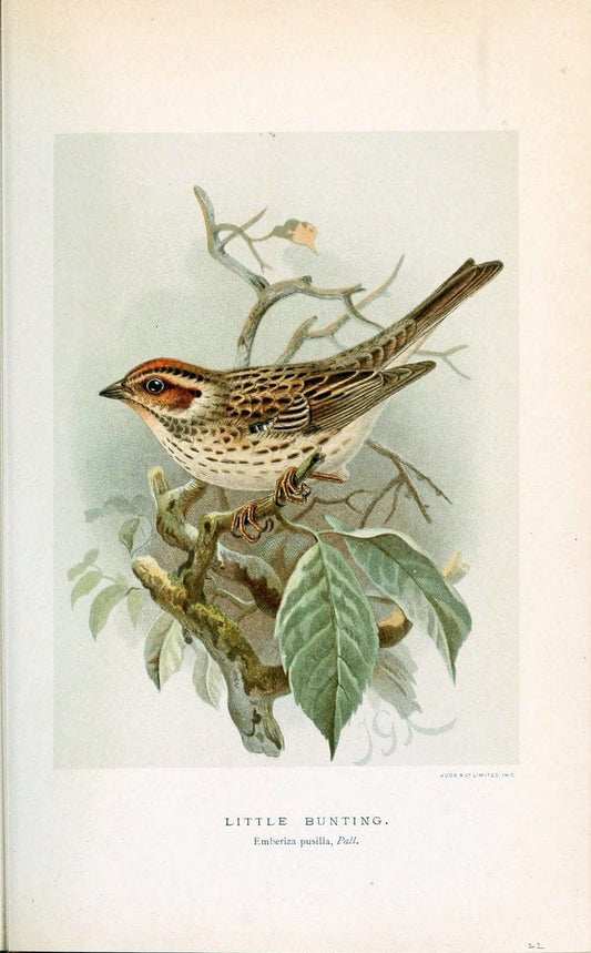 Coloured figures of the birds of the British Islands / issued by Lord Lilford. London :R | 59.82(42) Birds "Great Britain" "Pictorial works"  | Vintage Print Reproduction 455011