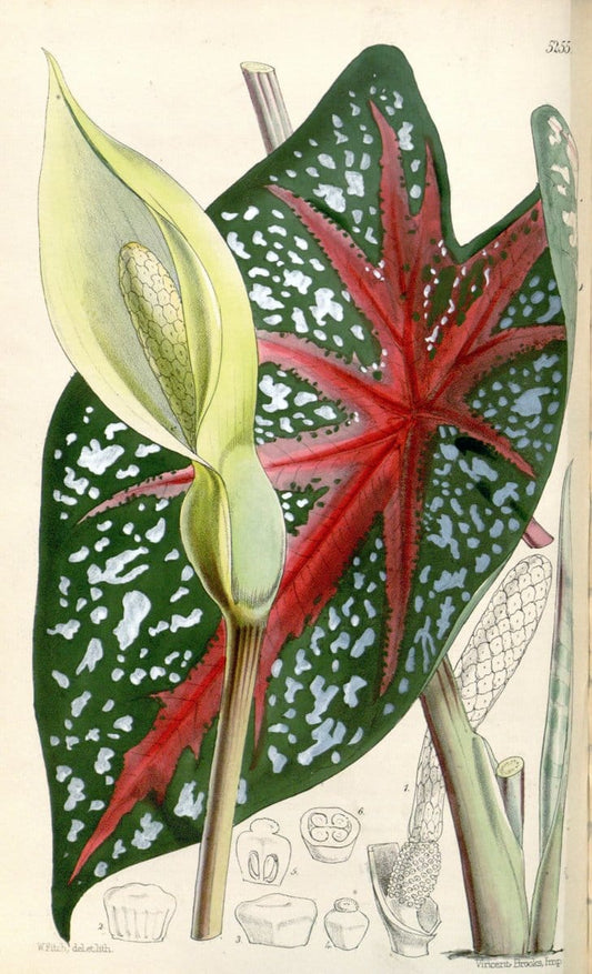 Curtis's botanical magazine. London ; New York [etc.] :Academic Press [etc.]. | "Botanical illustration" Botany Periodicals "Pictorial works" "Plants, Ornamental"  | Vintage Print Reproduction 455012