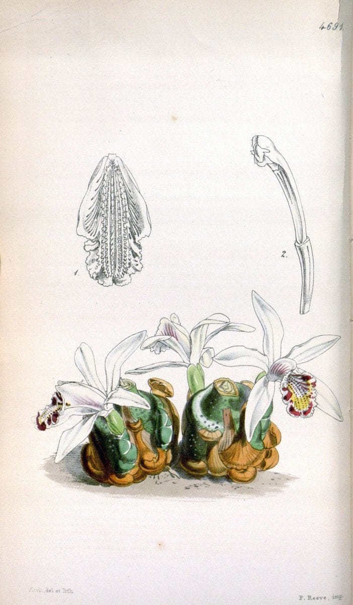 Curtis's botanical magazine. London ; New York [etc.] :Academic Press [etc.]. | "Botanical illustration" Botany Periodicals "Pictorial works" "Plants, Ornamental"  | Vintage Print Reproduction 455013
