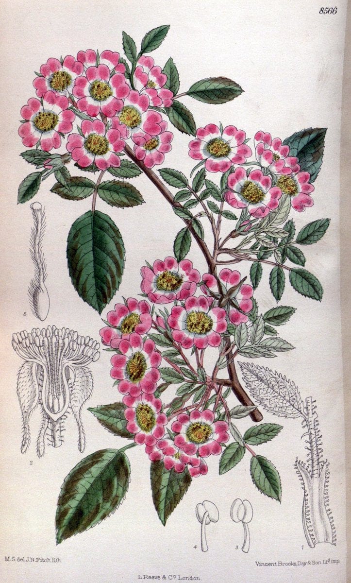 Curtis's botanical magazine. London ; New York [etc.] :Academic Press [etc.]. | "Botanical illustration" Botany Periodicals "Pictorial works" "Plants, Ornamental"  | Vintage Print Reproduction 455015