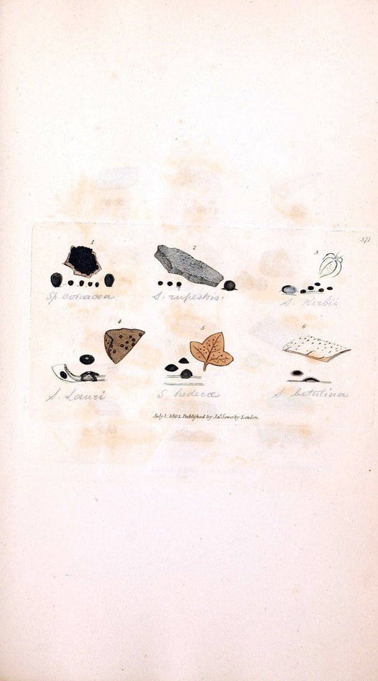 Coloured figures of English fungi or mushrooms. London,Printed by J. Davis,1797-[1809]. | England Mushrooms  | Vintage Print Reproduction 455017