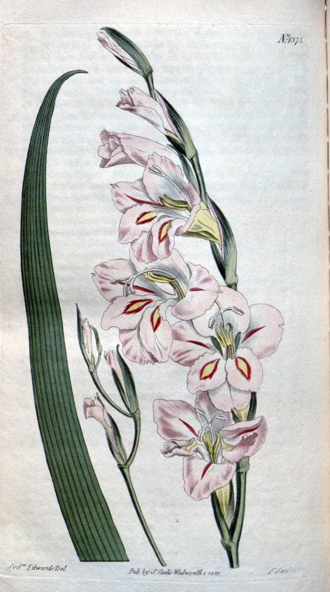 Curtis's botanical magazine. London ; New York [etc.] :Academic Press [etc.]. | "Botanical illustration" Botany Periodicals "Pictorial works" "Plants, Ornamental"  | Vintage Print Reproduction 455018