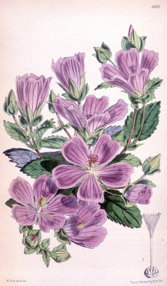 Curtis's botanical magazine. London ; New York [etc.] :Academic Press [etc.]. | "Botanical illustration" Botany Periodicals "Pictorial works" "Plants, Ornamental"  | Vintage Print Reproduction 455019