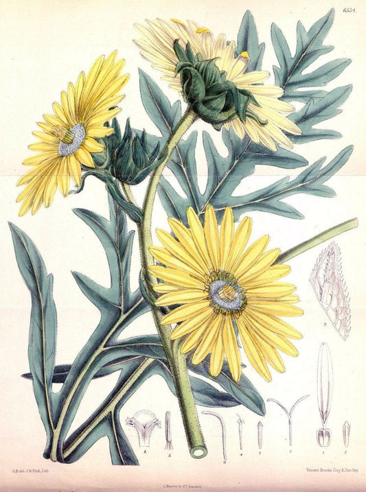 Curtis's botanical magazine. London ; New York [etc.] :Academic Press [etc.]. | "Botanical illustration" Botany Periodicals "Pictorial works" "Plants, Ornamental"  | Vintage Print Reproduction 455020