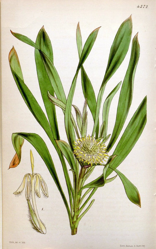 Curtis's botanical magazine. London ; New York [etc.] :Academic Press [etc.]. | "Botanical illustration" Botany Periodicals "Pictorial works" "Plants, Ornamental"  | Vintage Print Reproduction 455021