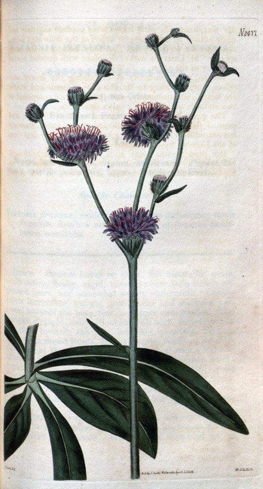 Curtis's botanical magazine. London ; New York [etc.] :Academic Press [etc.]. | "Botanical illustration" Botany Periodicals "Pictorial works" "Plants, Ornamental"  | Vintage Print Reproduction 455022