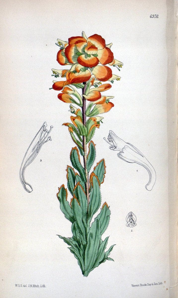 Curtis's botanical magazine. London ; New York [etc.] :Academic Press [etc.]. | "Botanical illustration" Botany Periodicals "Pictorial works" "Plants, Ornamental"  | Vintage Print Reproduction 455024