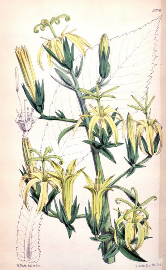 Curtis's botanical magazine. London ; New York [etc.] :Academic Press [etc.]. | "Botanical illustration" Botany Periodicals "Pictorial works" "Plants, Ornamental"  | Vintage Print Reproduction 455025