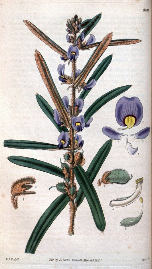 Curtis's botanical magazine..London ;New York [etc.] :Academic Press [etc.]. |  | Vintage Print Reproduction 455026