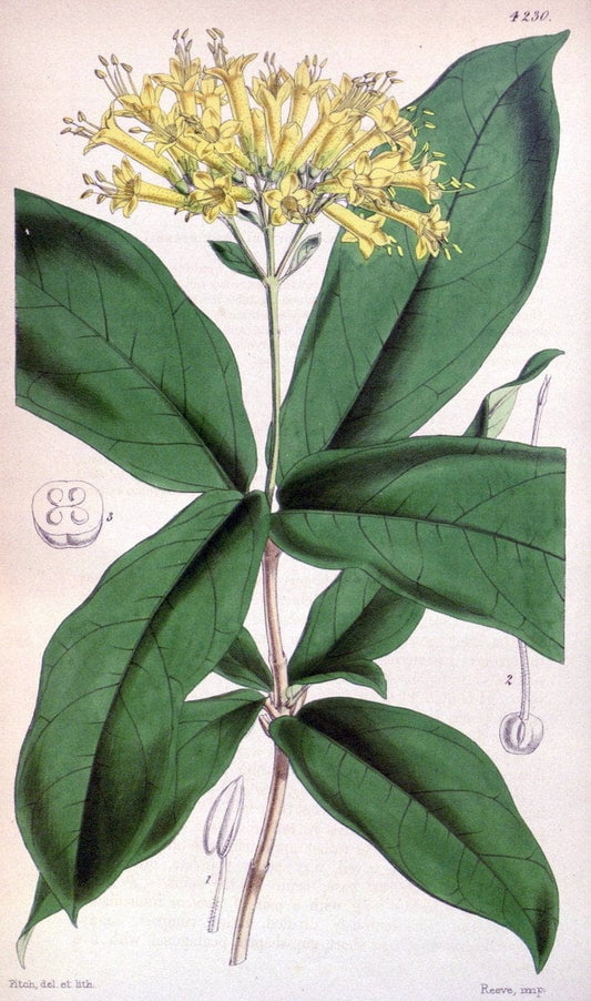 Curtis's botanical magazine. London ;New York [etc.] :Academic Press [etc.]. | Botany Periodicals "Pictorial works"  | Vintage Print Reproduction 455027